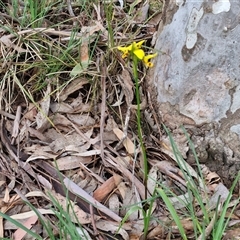 Diuris sulphurea at Kingsdale, NSW - 28 Oct 2024