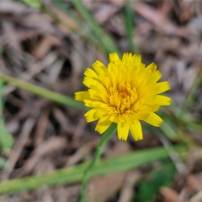 Hypochaeris radicata (Cat's Ear, Flatweed) at Kingsdale, NSW - 27 Oct 2024 by trevorpreston