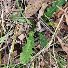 Hypochaeris radicata at Kingsdale, NSW - 28 Oct 2024