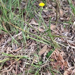 Hypochaeris radicata at Kingsdale, NSW - 28 Oct 2024