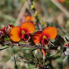 Dillwynia sericea (Egg And Bacon Peas) at Kingsdale, NSW - 27 Oct 2024 by trevorpreston