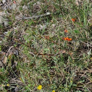 Dillwynia sericea at Kingsdale, NSW - 28 Oct 2024 09:14 AM