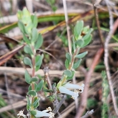 Brachyloma daphnoides (Daphne Heath) at Kingsdale, NSW - 27 Oct 2024 by trevorpreston