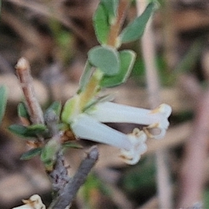 Brachyloma daphnoides at Kingsdale, NSW - 28 Oct 2024