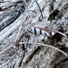Lepidoscia cataphracta (A Case moth) at Kingsdale, NSW - 28 Oct 2024 by trevorpreston