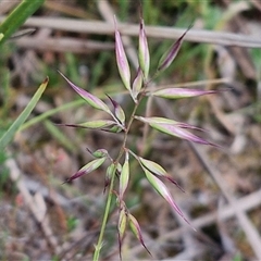 Rytidosperma sp. (Wallaby Grass) at Kingsdale, NSW - 28 Oct 2024 by trevorpreston