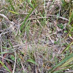 Rytidosperma sp. at Kingsdale, NSW - 28 Oct 2024