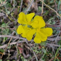 Hibbertia obtusifolia (Grey Guinea-flower) at Kingsdale, NSW - 28 Oct 2024 by trevorpreston