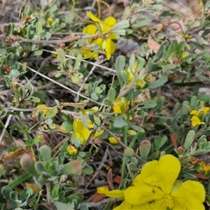 Hibbertia obtusifolia at Kingsdale, NSW - 28 Oct 2024