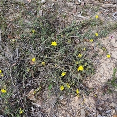 Hibbertia obtusifolia at Kingsdale, NSW - 28 Oct 2024