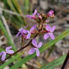 Stylidium graminifolium (grass triggerplant) at Kingsdale, NSW - 27 Oct 2024 by trevorpreston