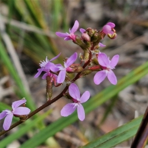 Stylidium graminifolium at Kingsdale, NSW - 28 Oct 2024 09:10 AM