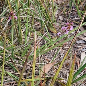 Stylidium graminifolium at Kingsdale, NSW - 28 Oct 2024 09:10 AM