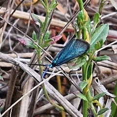 Pollanisus (genus) (A Forester Moth) at Kingsdale, NSW - 28 Oct 2024 by trevorpreston