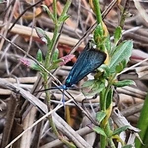 Pollanisus (genus) at Kingsdale, NSW - 28 Oct 2024