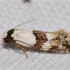 Euphiltra angustior (A Concealer moth (Wingia group) at Jerrabomberra, NSW - 27 Oct 2024 by DianneClarke