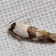 Euphiltra angustior at Jerrabomberra, NSW - 27 Oct 2024