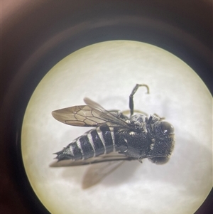 Coelioxys (Genus) at suppressed - suppressed