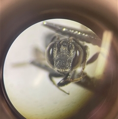 Coelioxys (Genus) at suppressed - suppressed