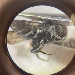 Coelioxys (Genus) at suppressed - suppressed