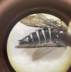 Coelioxys (Genus) at suppressed - suppressed