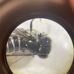 Coelioxys (Genus) at suppressed - suppressed