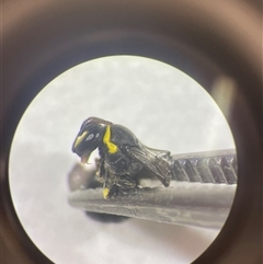 Hylaeus (Gnathoprosopis) euxanthus at Mays Hill, NSW - 16 Oct 2024