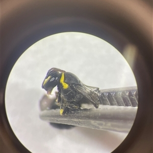 Hylaeus (Gnathoprosopis) euxanthus at Mays Hill, NSW - 16 Oct 2024 11:46 AM