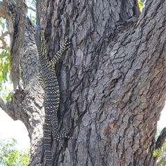 Varanus varius (Lace Monitor) at Walligan, QLD - 29 Oct 2024 by rieteklis