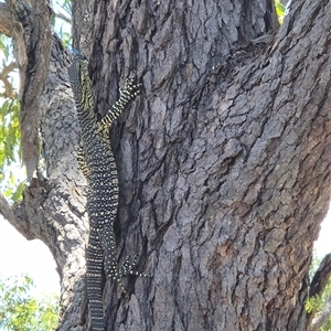 Varanus varius at Walligan, QLD by rieteklis