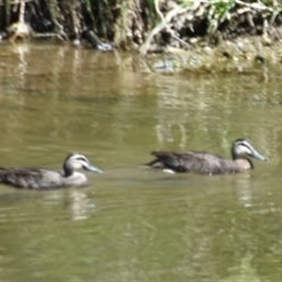 Anas superciliosa (Pacific Black Duck) at Yass, NSW - 27 Oct 2024 by SustainableSeg