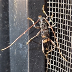 Unidentified Longhorn beetle (Cerambycidae) at Kalbarri, WA - 28 Oct 2024 by HelenCross