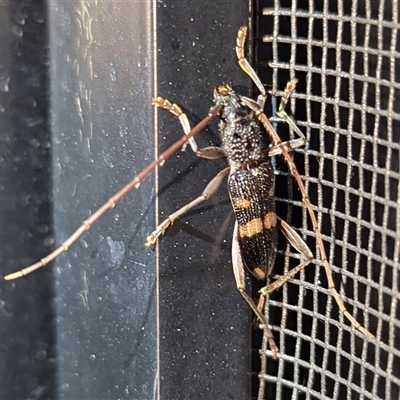 Unidentified Longhorn beetle (Cerambycidae) at Kalbarri, WA - 28 Oct 2024 by HelenCross