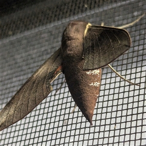 Hippotion scrofa (Coprosma Hawk Moth) at Kalbarri, WA by HelenCross