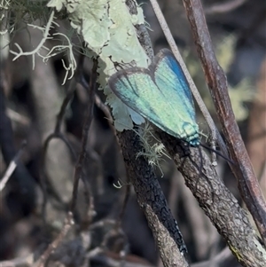 Pollanisus (genus) at Jerrabomberra, NSW - 29 Oct 2024