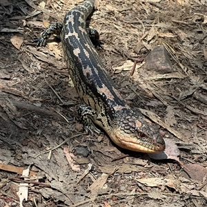 Tiliqua nigrolutea at Jerrabomberra, NSW - 29 Oct 2024