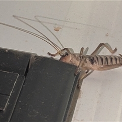 Unidentified Cricket (Orthoptera, several families) at Kalbarri, WA - 28 Oct 2024 by HelenCross