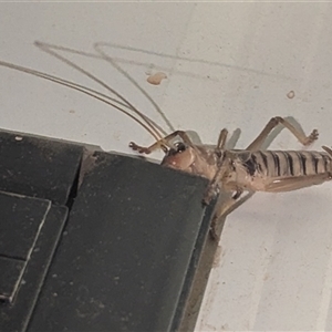 Unidentified Cricket (Orthoptera, several families) at Kalbarri, WA by HelenCross