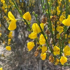 Cytisus scoparius subsp. scoparius (Scotch Broom, Broom, English Broom) at Russell, ACT - 29 Oct 2024 by SilkeSma