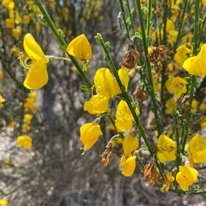 Cytisus scoparius subsp. scoparius at Russell, ACT - 29 Oct 2024