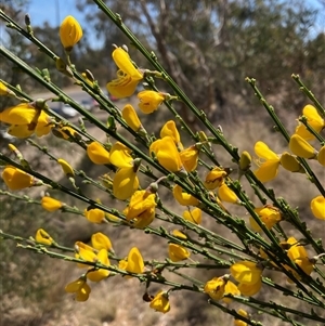 Cytisus scoparius subsp. scoparius at Russell, ACT - 29 Oct 2024