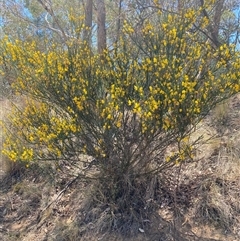 Cytisus scoparius subsp. scoparius at Russell, ACT - 29 Oct 2024