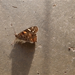 Vanessa kershawi (Australian Painted Lady) at Lyons, ACT - 28 Oct 2024 by ran452