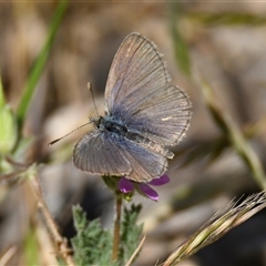 Zizina otis (Common Grass-Blue) at Holt, ACT - 28 Oct 2024 by Thurstan