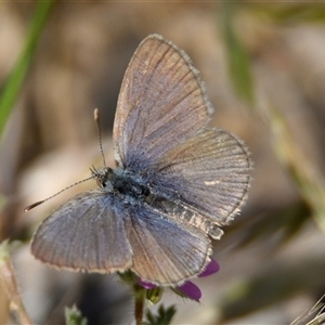 Zizina otis at Holt, ACT - 29 Oct 2024