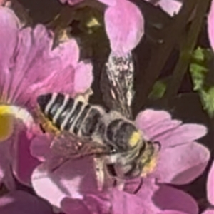 Megachile (Eutricharaea) sp. (genus & subgenus) at Murrumbateman, NSW - 29 Oct 2024