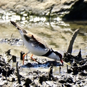 Charadrius melanops at Strathnairn, ACT - 29 Oct 2024 11:41 AM