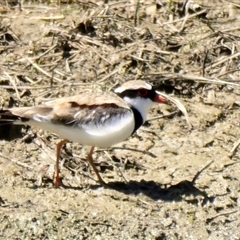 Charadrius melanops at Strathnairn, ACT - 29 Oct 2024 11:41 AM