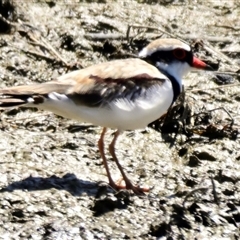 Charadrius melanops at Strathnairn, ACT - 29 Oct 2024 11:41 AM