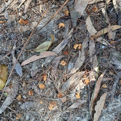 Calyptorhynchus lathami lathami at Fitzroy Falls, NSW - 28 Oct 2024 by plants